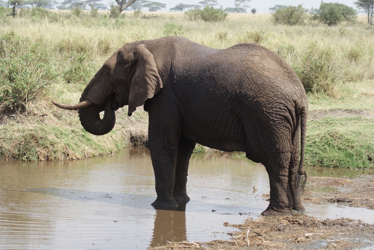 Cape buffalo herd on the Ngorongoro Crater floor, Tanzania
