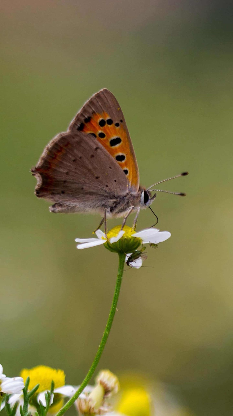 Wildlife and nature conservation in Tanzania