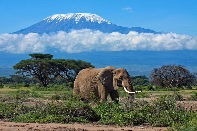 Elephant with Mount Kilimanjaro snow cap in background Tanzania